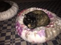 Mimi (10)